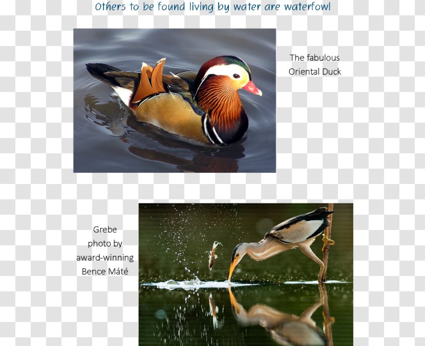 Duck Bird Photography Water - Fowl Transparent PNG