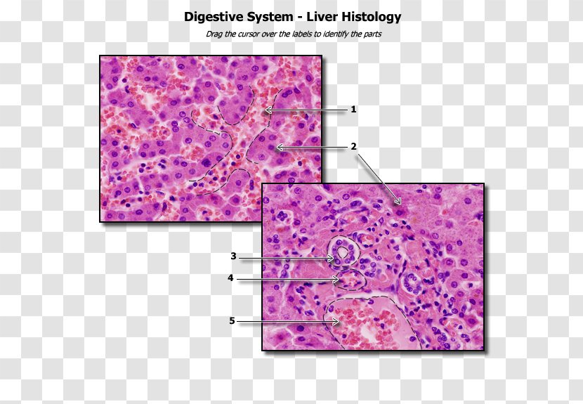 Histology Liver Human Anatomy Physiology - Glitter - Pathology Lab Transparent PNG