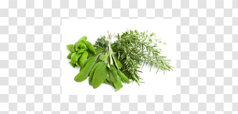 The Herb Guide Greek Cuisine Mediterranean - Fines Herbes - Vegetable Transparent PNG