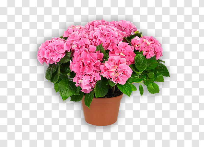 Hydrangea Garden Roses Flowerpot Pink - Cabbage Rose - Hort Transparent PNG