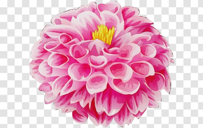 Watercolor Pink Flowers - Plant - Artificial Flower Zinnia Transparent PNG