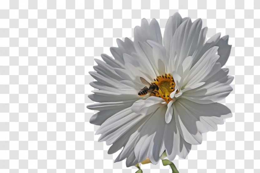 Flower White Petal Plant Pollen - Gerbera - Aster Transparent PNG