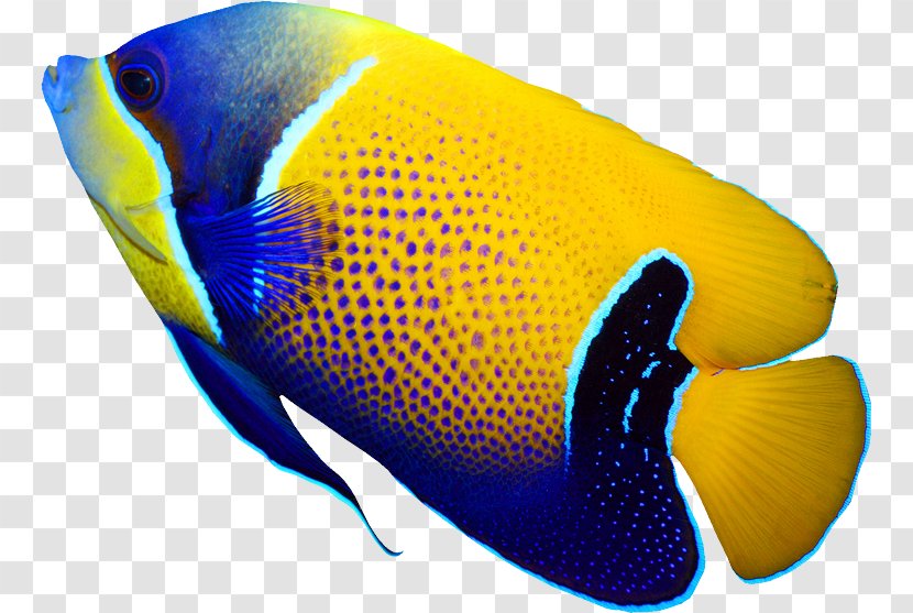 Pomacanthus Navarchus Emperor Angelfish Tropical Fish Coral Reef - Yellowfin Surgeonfish - Deep Sea Transparent PNG