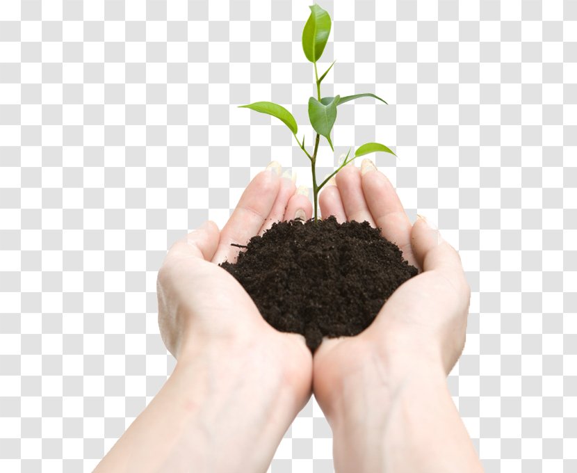 Vermicompost Plant European Union - Hand Transparent PNG