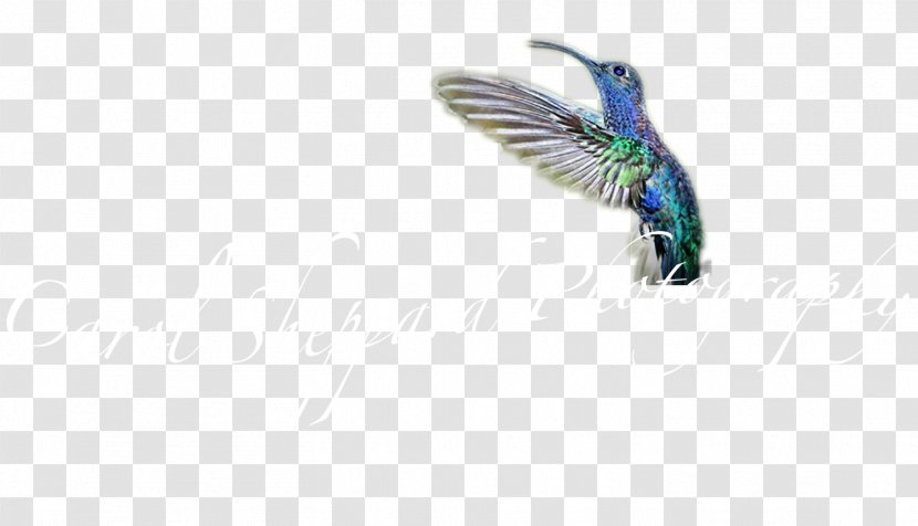 Insect Wing Feather Body Jewellery Hummingbird M Transparent PNG