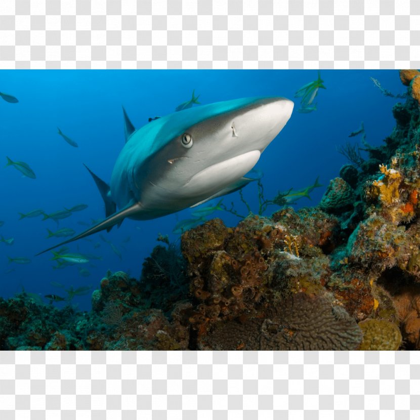 Tiger Shark Coral Reef Fish Caribbean - Cartilaginous Transparent PNG