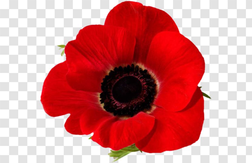 Remembrance Poppy Lest We Forget In Flanders Fields Common - Oriental - Clip Art Transparent PNG