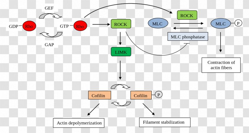 Rho-associated Protein Kinase Rho Family Of GTPases Serine/threonine-specific - Cell Cycle - Myotoninprotein Transparent PNG
