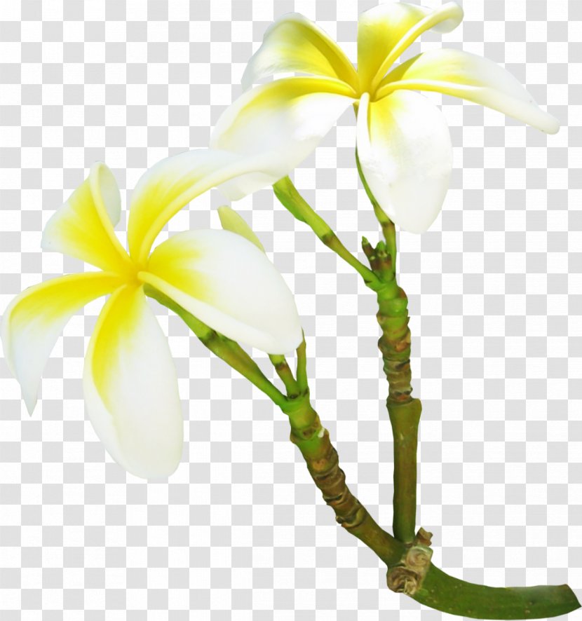 Gardenia Flower Frangipani Clip Art - Color - Vanilla Transparent PNG