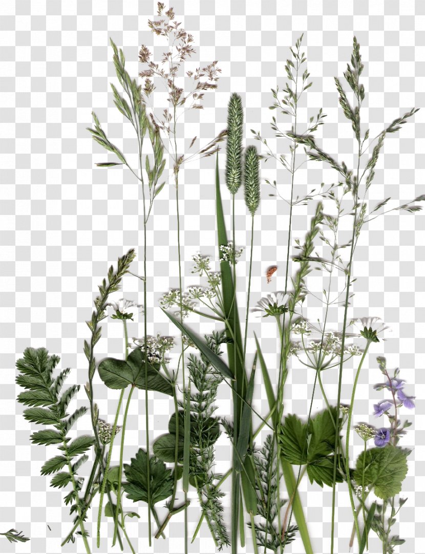 English Lavender Plant Flower Flora Leaf - Floral Design - Dandelion Green Herb Collection Transparent PNG