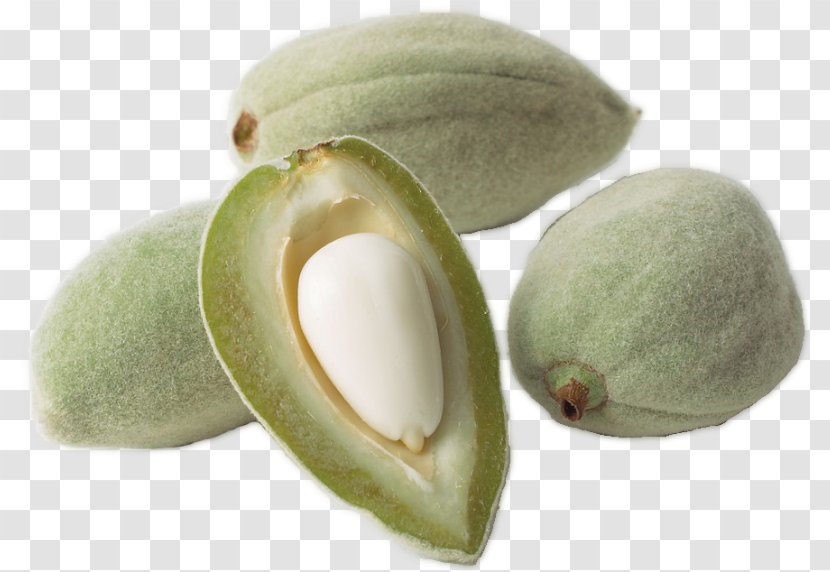 Almond Oil Nut Dried Fruit Tree - Seed Transparent PNG