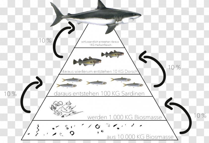 Ecological Pyramid Ecosystem Food Chain Biology - Diagram Transparent PNG