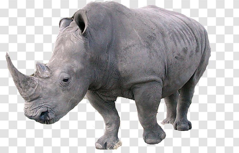 Javan Rhinoceros Northern White Southern Indian - Horn - Rhino Transparent PNG