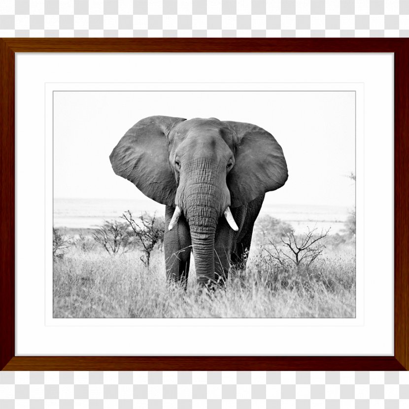 Indian Elephant African Wildlife Elephantidae Tusk - Prints Transparent PNG