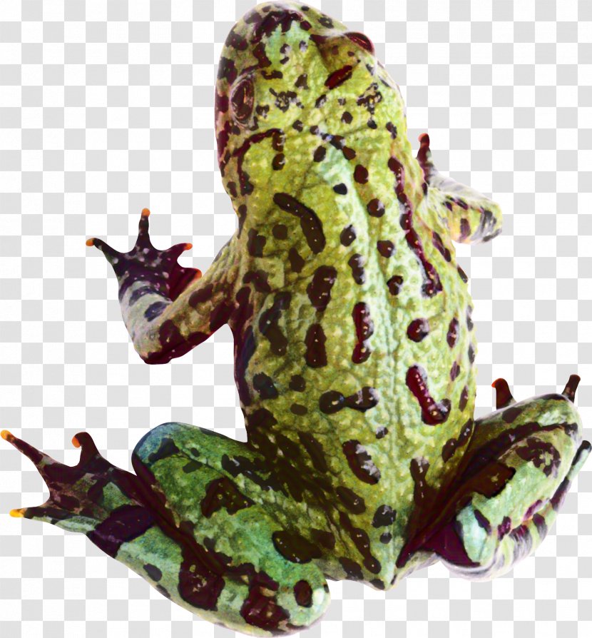 American Bullfrog True Frog Toad Tree - Amphibian Transparent PNG