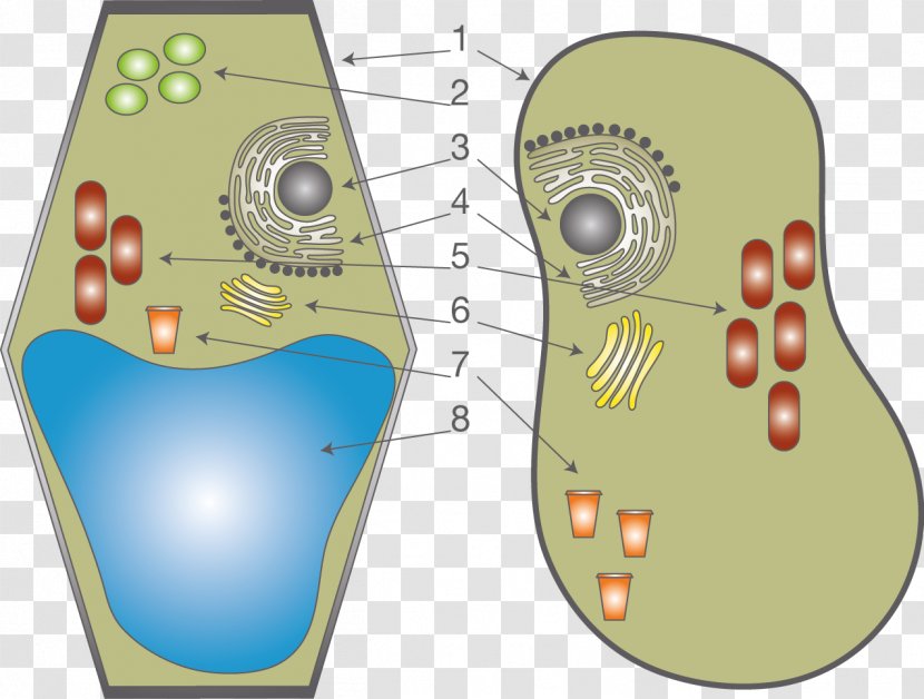 Plant Cell Cèl·lula Animal Anatomy Organelle - Ellen Page Transparent PNG