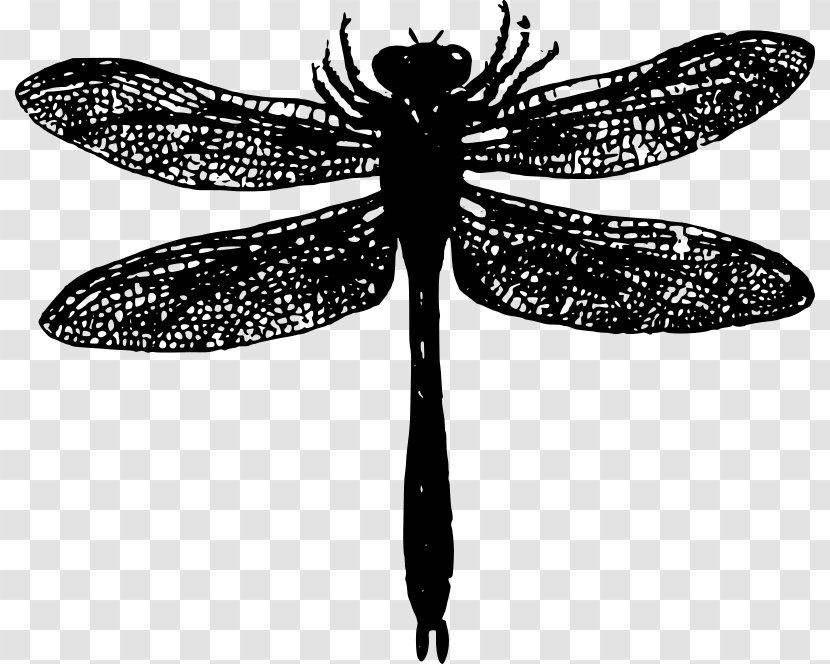 Insect Dragonfly Clip Art - Symmetry Transparent PNG