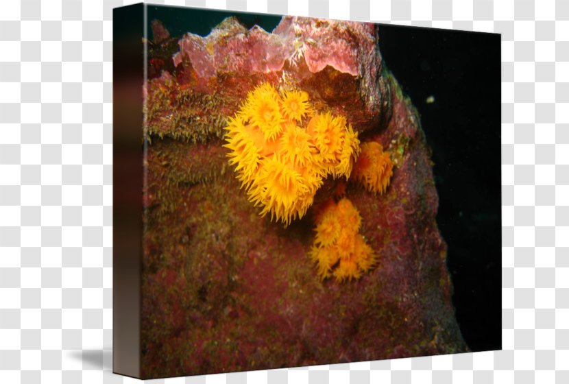Coral Still Life Chrysanthemum - Sea Anemone Transparent PNG