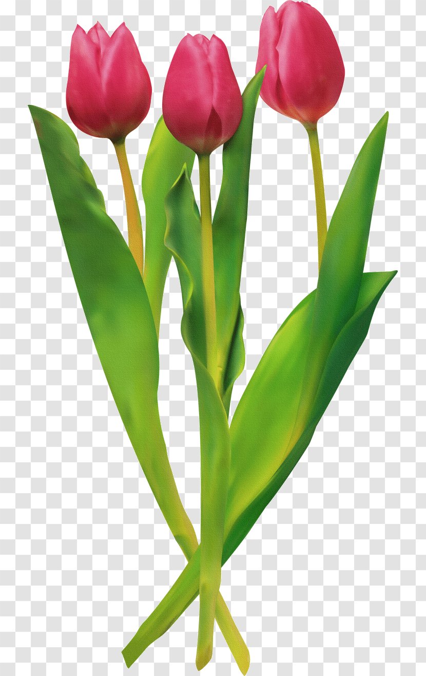 Tulip Cut Flowers Clip Art - Lily Family Transparent PNG