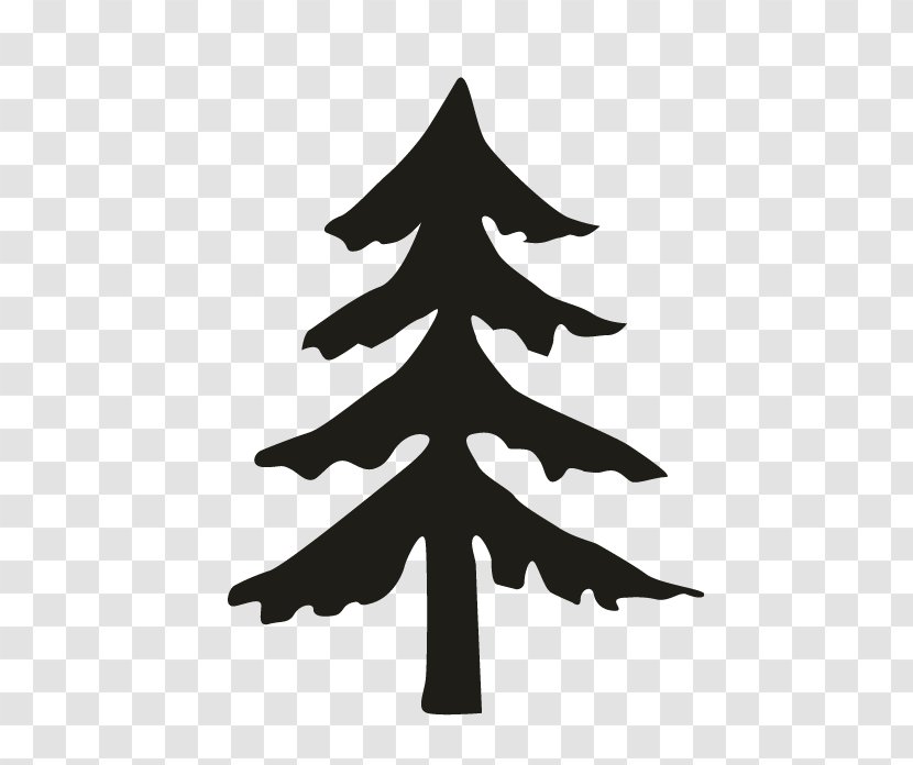 Fir Pine Spruce Christmas Tree - Branch - Oakleaf Hydrangea Transparent PNG