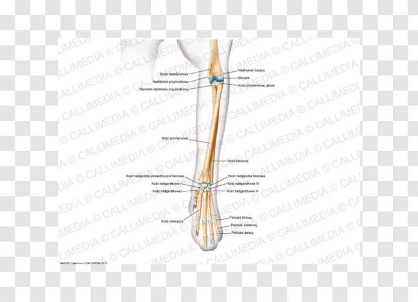 Finger Bone Muscle Joint - Tree - Design Transparent PNG