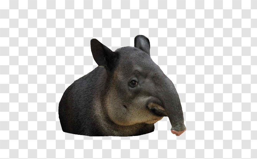 Tapir Animal Lingula Dog Pig - Terrestrial Transparent PNG