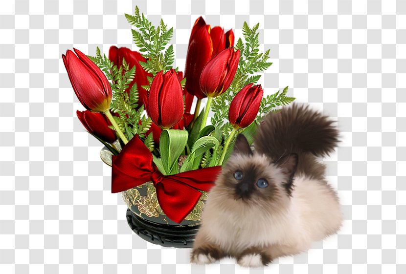 Day Morning Greeting Night Afternoon - Cat Flowers Transparent PNG
