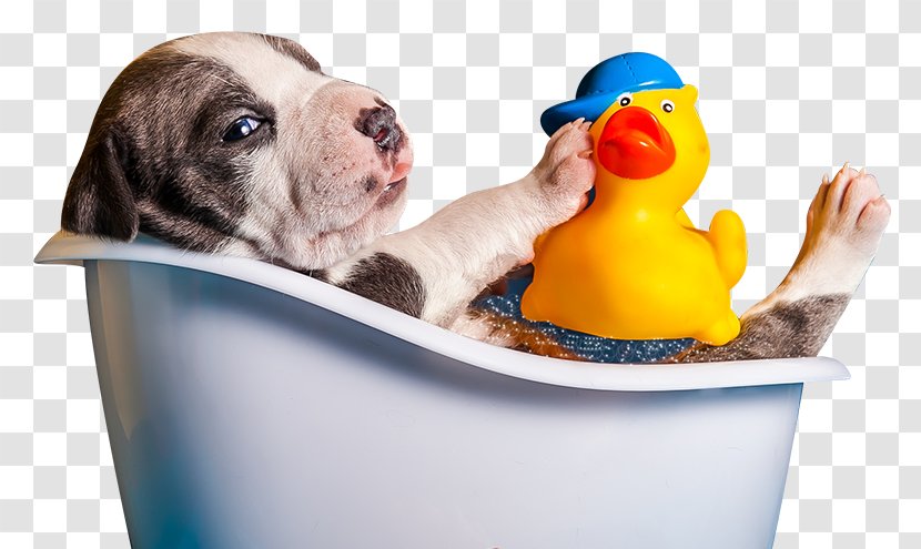 Puppy Dog Breed Cat Grooming - Bathing - Bath Transparent PNG