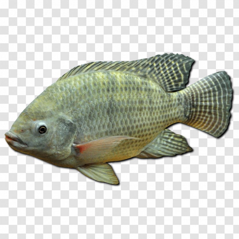 Ornamental Fish Tilapia Fishing Juvenile - Freshwater Angelfish - Miguel Rivera Transparent PNG
