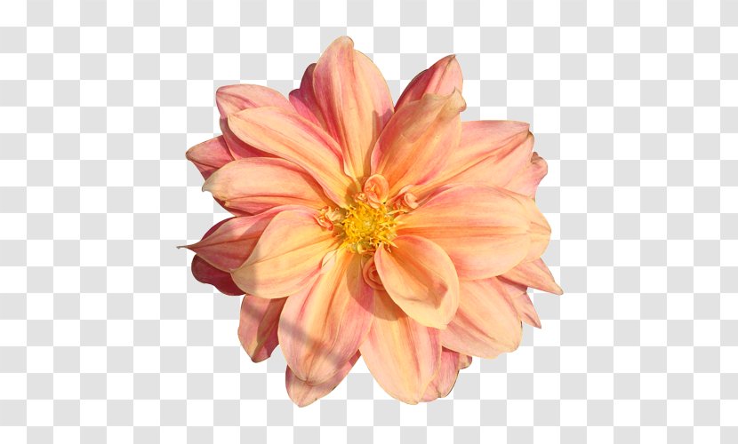 Clip Art Flower Image Rose Transparent PNG