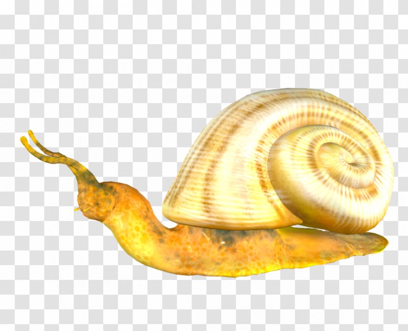 Pond Snails Image Clip Art - Sea Snail Transparent PNG