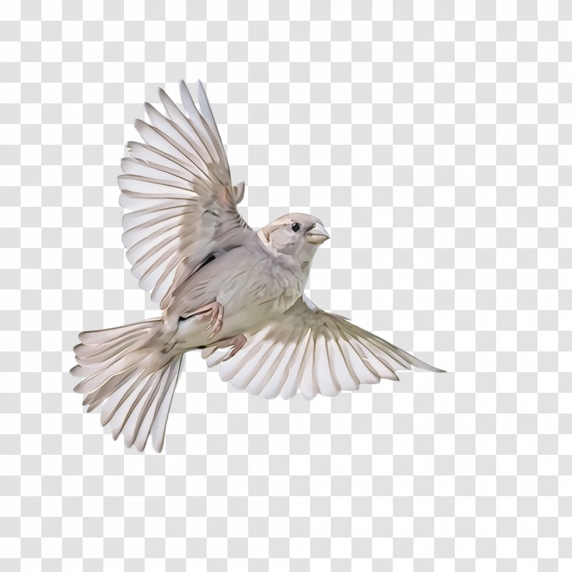 Feather - Perching Bird - Pigeons And Doves Transparent PNG