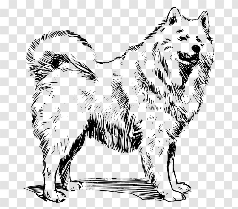 Samoyed Dog Siberian Husky Greenland Puppy Canadian Eskimo - Artwork Transparent PNG