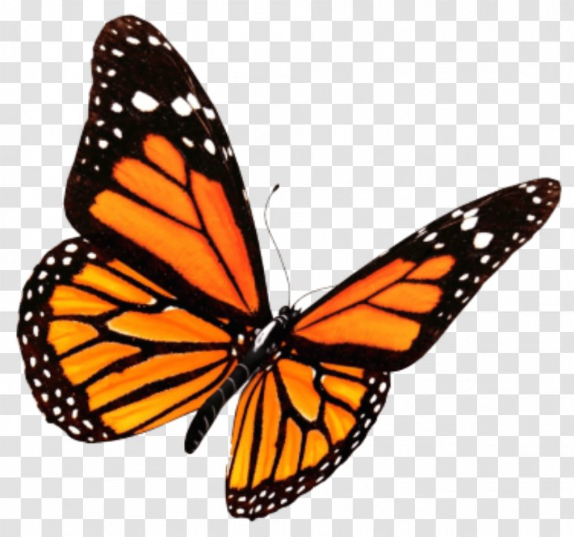 Monarch Butterfly Insect Clip Art Swallowtail - Brush Footed Transparent PNG