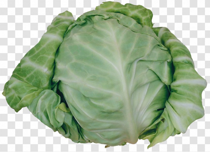 Savoy Cabbage Cruciferous Vegetables Spinach - Food Transparent PNG