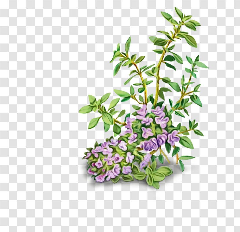 Flower Plant Lilac Breckland Thyme Branch - Subshrub Buddleia Transparent PNG