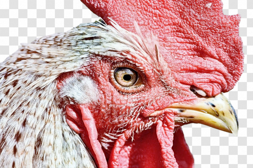 Bird Chicken Beak Rooster Close-up Transparent PNG