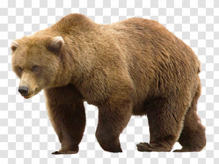 Grizzly Bear - Fauna Transparent PNG