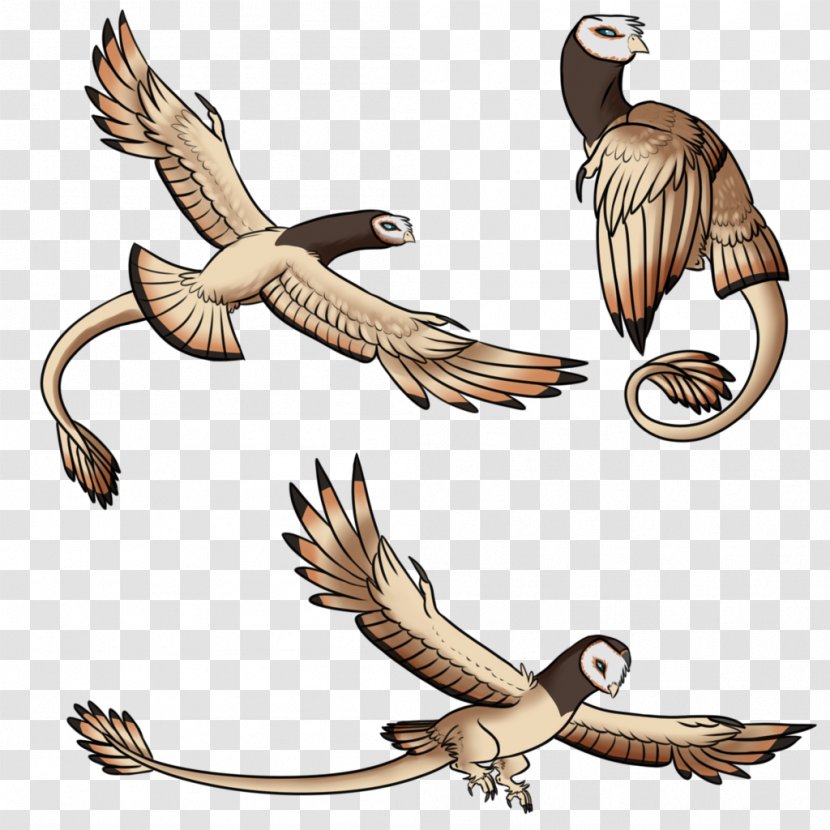 WILDLIFE (M) Bird Beak Feather Clip Art - Wing - Ap Illustration Transparent PNG