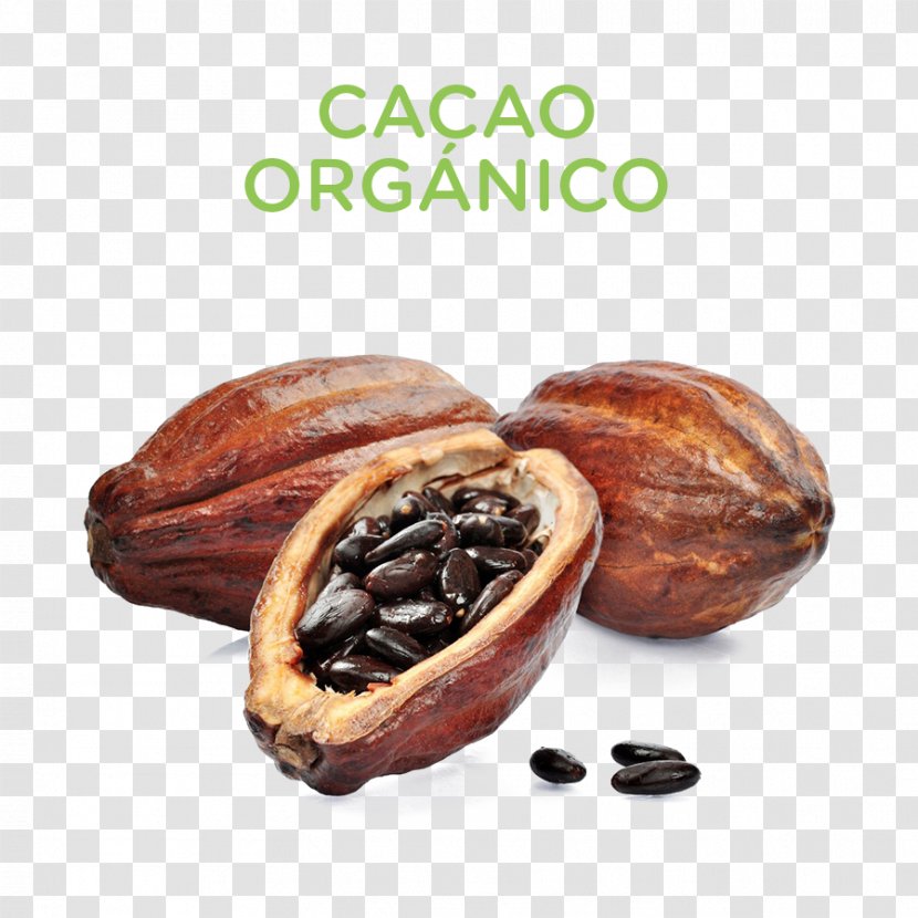 Hot Chocolate Cacao Tree Cocoa Bean Solids - Nut Transparent PNG