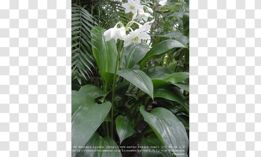 Flower Eucharis Amazonica Amazon Lily Lilium Lírio-do-amazonas Transparent PNG