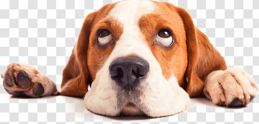 Beagle Puppy Labrador Retriever Pet House-Training - Ear Transparent PNG