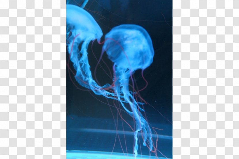Jellyfish Chrysaora Colorata Quinquecirrha Marine Invertebrates Transparent PNG