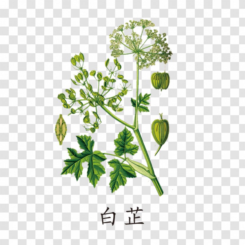 Heracleum Persicum Giant Hogweed Maximum Wild Celery - Cow Parsnip - Green Angelica Transparent PNG