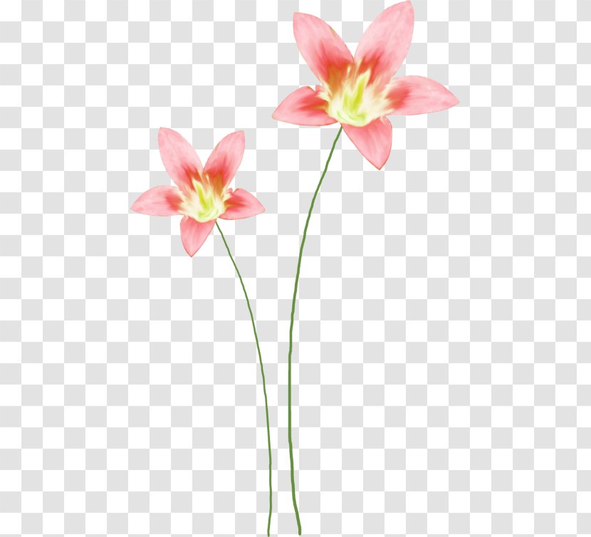 Cut Flowers Floral Design Watercolor Painting Clip Art - Flowering Plant - Flower Transparent PNG