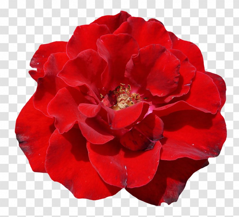 Garden Roses Centifolia Flower Rosa Chinensis - Artificial - Rose Top View Transparent PNG
