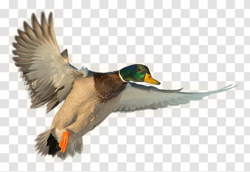 Mallard Duck Water Bird Anseriformes Hunting - Stationery Transparent PNG