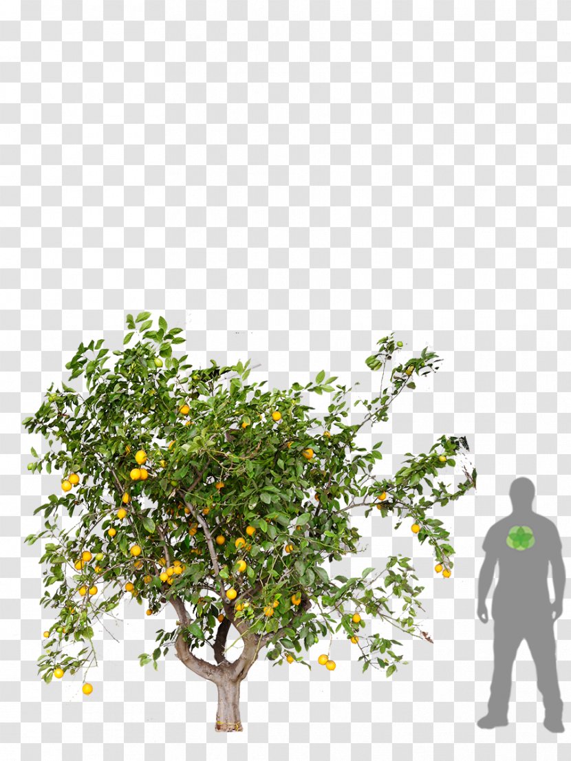 Parklet Branch Tree Tapa Bar Norway Maple - Lemon - Santos Transparent PNG