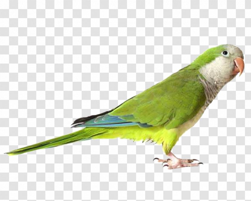 Parrot Bird Monk Parakeet Stock Photography Royalty-free - Macaw Transparent PNG