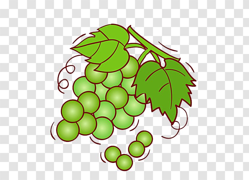 Grape Wine Shine Muscat Fruit Illustration - Flowering Plant - Crystal Grapes Transparent PNG